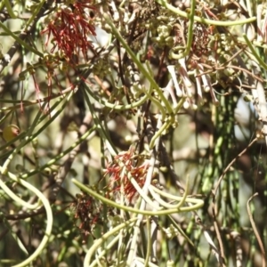 Amyema cambagei at Elliott Heads, QLD - 5 Jul 2024