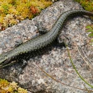 Eulamprus tympanum at Charlotte Pass, NSW - 9 Feb 2021