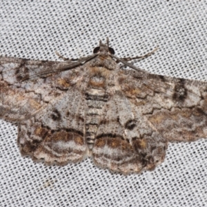 Cleora displicata at Sheldon, QLD - suppressed