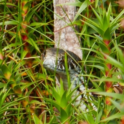 Austrelaps ramsayi (Highlands Copperhead) at Charlotte Pass, NSW - 10 Feb 2021 by MB