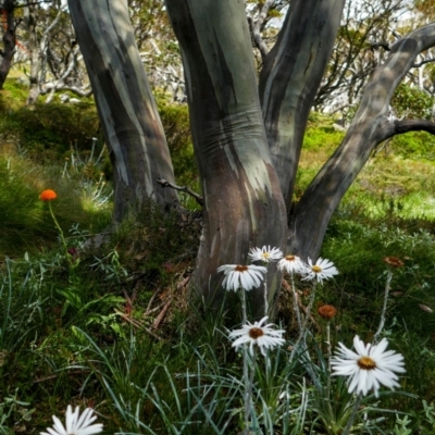 Celmisia pugioniformis (Dagger-leaf Snow Daisy) at Charlotte Pass, NSW - 10 Feb 2021 by MB