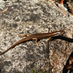 Eulamprus heatwolei (Yellow-bellied Water Skink) at Tharwa, ACT - 14 Feb 2021 by MB