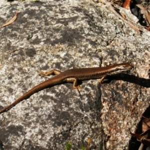 Eulamprus heatwolei at Tharwa, ACT - 14 Feb 2021 09:15 AM