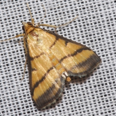 Cnaphalocrocis medinalis (Rice Leaf Folder, Spilomelinae) at Sheldon, QLD by PJH123