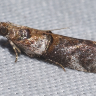 Conobathra hemichlaena (A Pyralid moth (Phycitinae)) at Sheldon, QLD - 8 Mar 2024 by PJH123