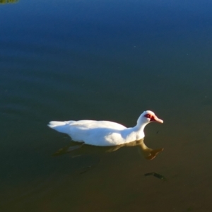 Cairina moschata at Wentworth, NSW - 27 Feb 2021