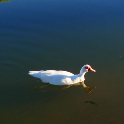 Cairina moschata (Muscovy Duck (Domestic Type)) at Wentworth, NSW - 27 Feb 2021 by MB