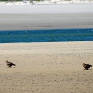 Milvus migrans at Elliott Heads, QLD - 5 Jul 2024