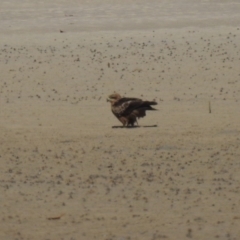 Milvus migrans at Elliott Heads, QLD - 5 Jul 2024