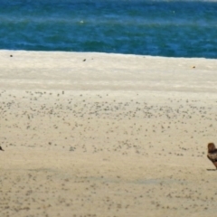 Milvus migrans at Elliott Heads, QLD - 5 Jul 2024