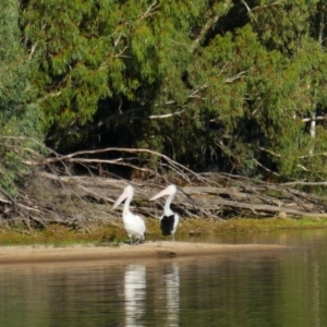 Pelecanus conspicillatus at Rufus, NSW - 5 Mar 2021