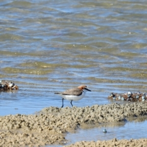 Anarhynchus ruficapillus at Elliott Heads, QLD - 5 Jul 2024