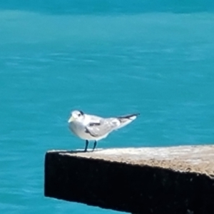 Thalasseus bergii at Horn, QLD - 28 Jul 2024