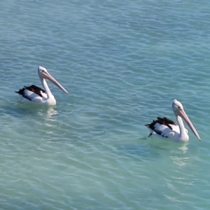 Pelecanus conspicillatus at Horn, QLD - 28 Jul 2024 02:05 PM