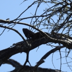 Pogona barbata at Elliott Heads, QLD - 5 Jul 2024 by Gaylesp8