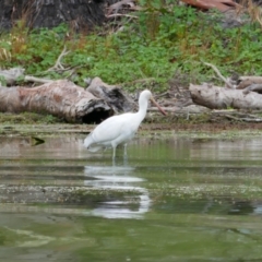 Platalea flavipes (Yellow-billed Spoonbill) at Calperum Station, SA - 7 Mar 2021 by MB