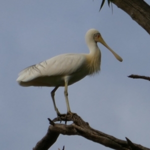 Platalea flavipes at Calperum Station, SA - 8 Mar 2021