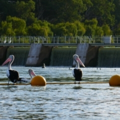 Pelecanus conspicillatus (Australian Pelican) at Paringa, SA - 10 Mar 2021 by MB