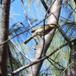 Lichenostomus fasciogularis at Elliott Heads, QLD - 5 Jul 2024