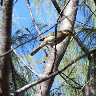 Lichenostomus fasciogularis (Mangrove Honeyeater) at Elliott Heads, QLD - 5 Jul 2024 by Gaylesp8