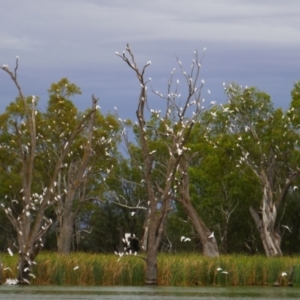 Cacatua sanguinea at Gurra Gurra, SA - 10 Mar 2021 06:41 PM