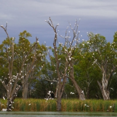 Cacatua sanguinea (Little Corella) at Gurra Gurra, SA - 10 Mar 2021 by MB