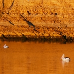 Pelecanus conspicillatus (Australian Pelican) at Overland Corner, SA - 14 Mar 2021 by MB