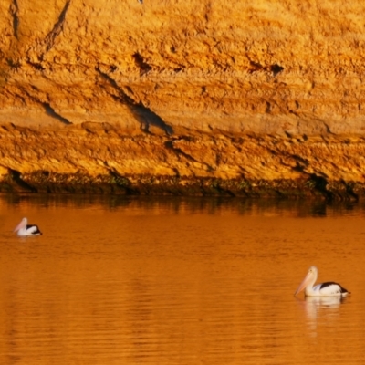 Pelecanus conspicillatus (Australian Pelican) at Overland Corner, SA - 14 Mar 2021 by MB