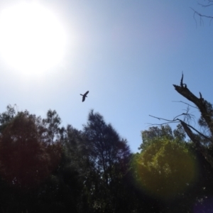 Calyptorhynchus banksii at Elliott Heads, QLD - 5 Jul 2024