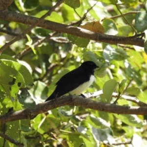 Rhipidura leucophrys at Elliott Heads, QLD - 5 Jul 2024