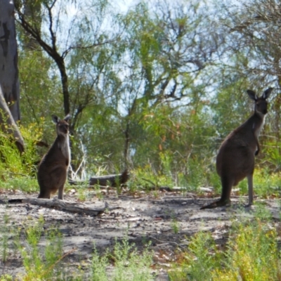 Macropus fuliginosus (Western grey kangaroo) at Old Calperum, SA - 10 Mar 2021 by MB