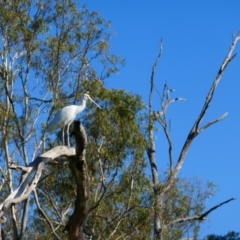 Platalea flavipes (Yellow-billed Spoonbill) at Pyap, SA - 12 Mar 2021 by MB