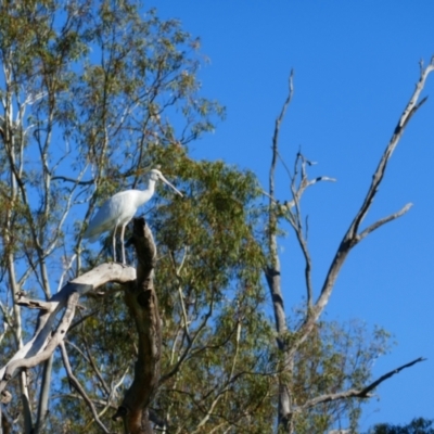 Platalea flavipes (Yellow-billed Spoonbill) at Pyap, SA - 12 Mar 2021 by MB