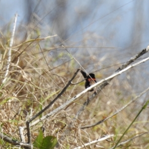 Malurus melanocephalus at Elliott Heads, QLD - 5 Jul 2024