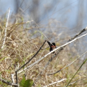 Malurus melanocephalus at Elliott Heads, QLD - 5 Jul 2024 12:04 PM