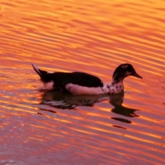 Anas platyrhynchos (Mallard (Domestic Type)) at Moorook South, SA - 13 Mar 2021 by MB