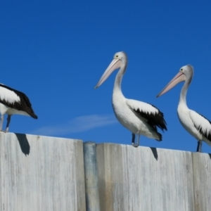 Pelecanus conspicillatus at Taylorville, SA - 15 Mar 2021 10:32 AM