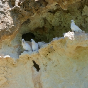 Cacatua galerita at Morgan, SA - 17 Mar 2021 12:50 PM