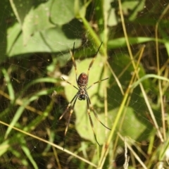 Nephila plumipes (Humped golden orb-weaver) at Elliott Heads, QLD - 5 Jul 2024 by Gaylesp8