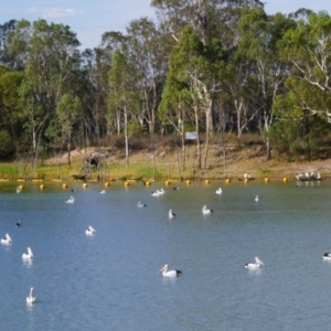 Pelecanus conspicillatus at Blanchetown, SA - 17 Mar 2021