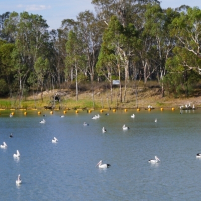 Pelecanus conspicillatus (Australian Pelican) at Blanchetown, SA - 17 Mar 2021 by MB