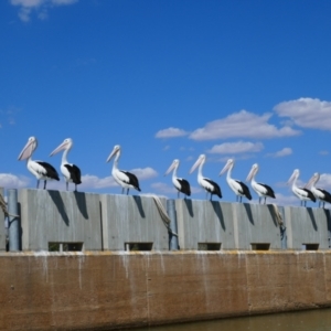 Pelecanus conspicillatus at Blanchetown, SA - 17 Mar 2021