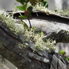 Unidentified Lichen at Elliott Heads, QLD - 5 Jul 2024 by Gaylesp8