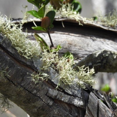 Unverified Lichen at Elliott Heads, QLD - 5 Jul 2024 by Gaylesp8