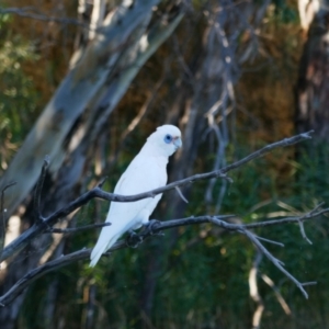 Cacatua sanguinea at Paisley, SA - 18 Mar 2021 10:15 AM