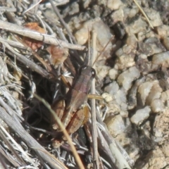 Phaulacridium vittatum (Wingless Grasshopper) at Booth, ACT - 27 Jul 2024 by Christine