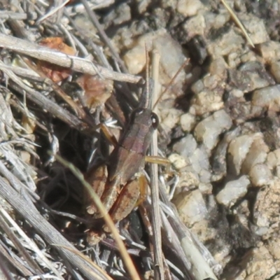 Phaulacridium vittatum (Wingless Grasshopper) at Booth, ACT - 27 Jul 2024 by Christine