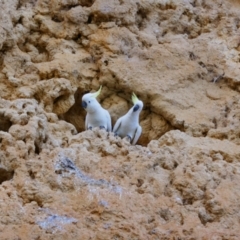 Cacatua galerita (Sulphur-crested Cockatoo) at Sunnydale, SA - 19 Mar 2021 by MB