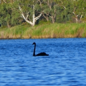 Cygnus atratus at Wongulla, SA - 20 Mar 2021 08:19 AM