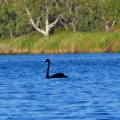 Cygnus atratus (Black Swan) at Wongulla, SA - 20 Mar 2021 by MB